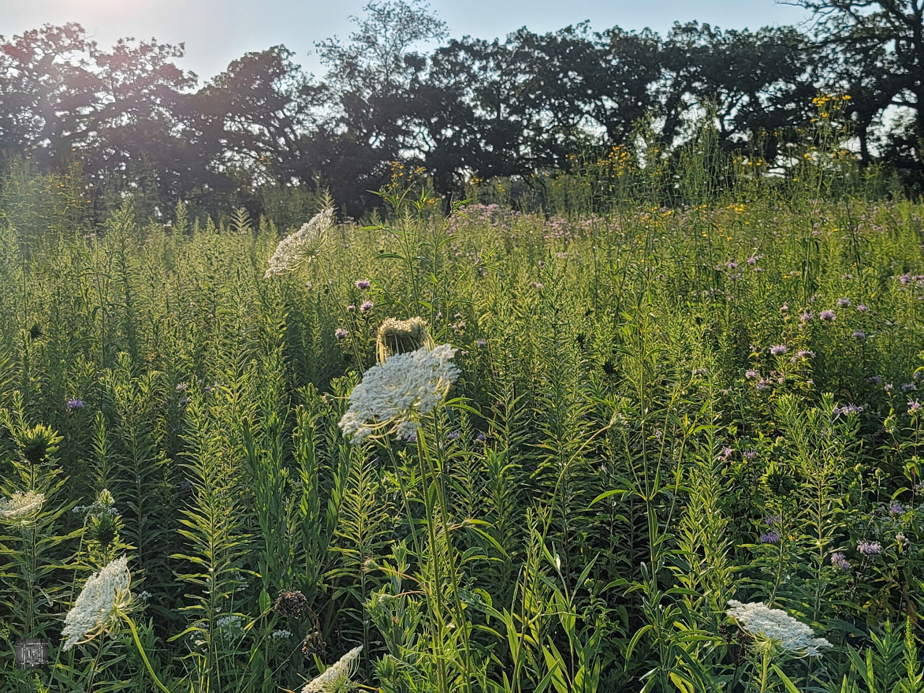 ウッドアート Amazon.com: arteWOODS Green Forest Framed Canvas Wall Art Oak